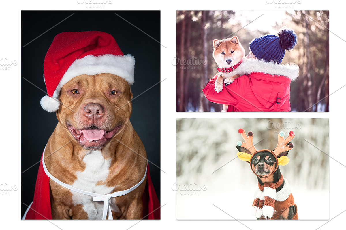 Winter Dog, Christmas Mood, an Animal Photo by WildStrawberry Magic (Photo 10 of 11)