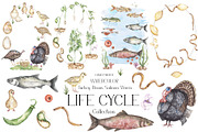 Life Cycle Watercolor Collection, an Education Illustration by MayaNavits (Thumbnail 1 of 12)