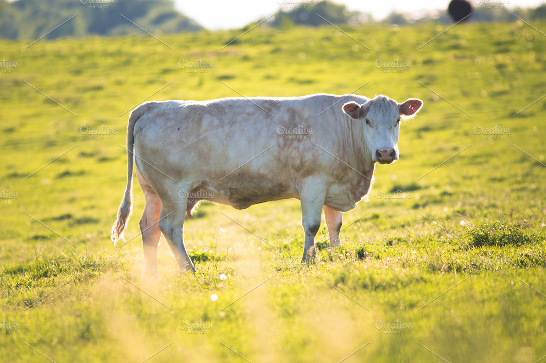Cow in pasture - sunset