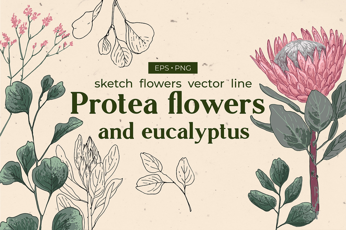 Protea flowers and eucalyptus sketch, an Illustration by irina.vaneeva (Photo 1 of 12)