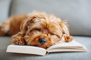 Cute dog in glasses sleeps on an open book while relaxing on the couch, a Photo by AlyaAnd