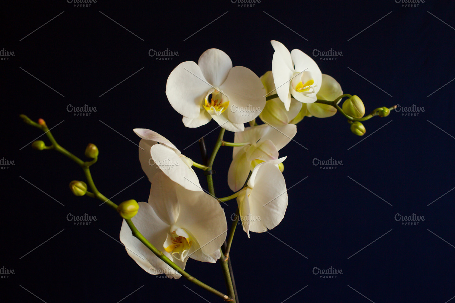 White orchid on dark blue background, a Nature Photo by PSD templates and Photos