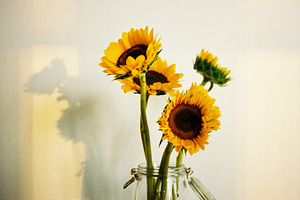 Sunflower Bunch