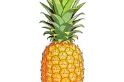 All Fruits Bundle Master Collection, a Food & Drink Photo by FlyeredTemplate (Thumbnail 93 of 130)