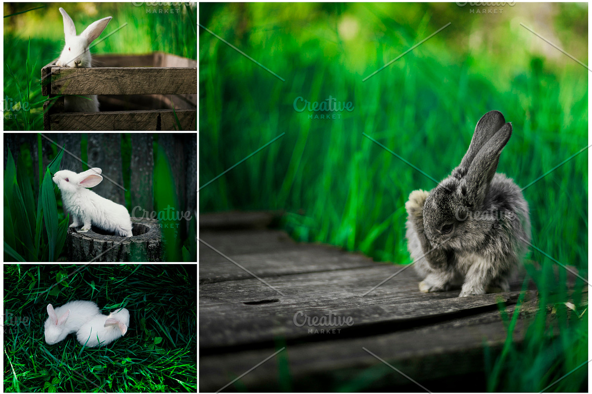 Spring Rabbits Stock Photo Bundle, a Social Media Template by Elijah (Photo 3 of 5)