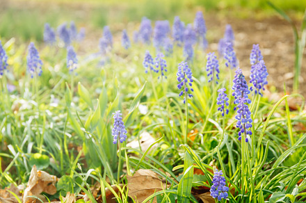 Spring hyacinths at the meadow. Spri, a Nature Photo by Kate Molchanova