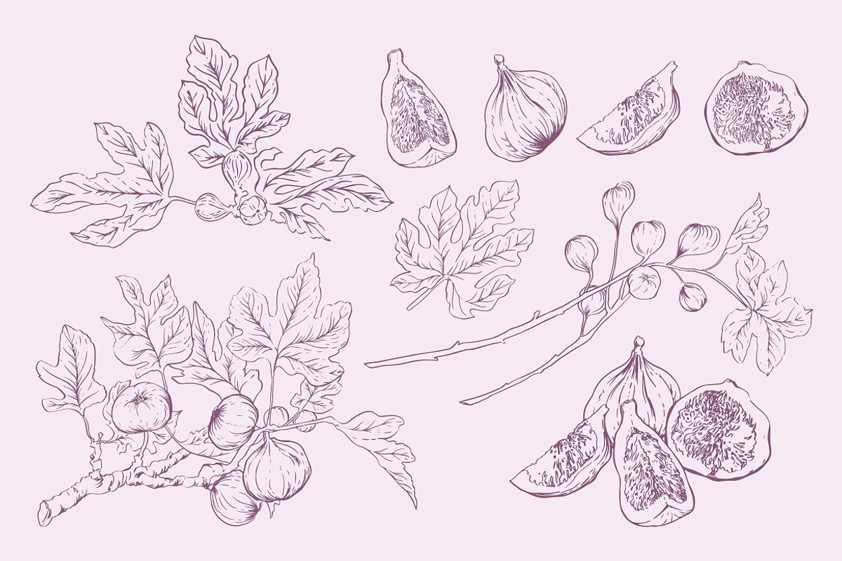 Fig Hand-drawn Botanical Elements, a Decorative Illustration by FDR Studio (Photo 2 of 2)