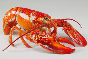 Vivid Red Lobster Closeup Seafood De, a Photo by Pixeness Studio