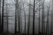 Foggy Photo Bundle, a Nature Photo by Full Circle Design Studio (Thumbnail 5 of 8)