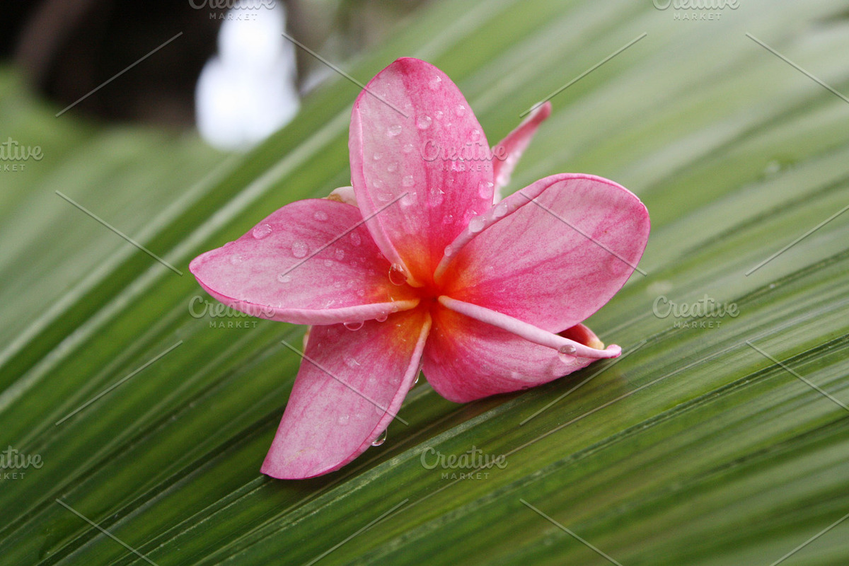 Bright Pink Plumeria Flower, a Nature Photo by The Free Creatives (Photo 2 of 2)
