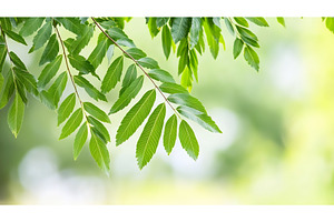 Green leaves on tree branch with, a Nature Photo by Lermont51