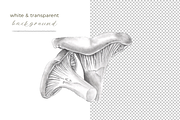 6 Graphite Gourmet Wild Mushrooms, a Food Illustration by Miriam Figueras (Thumbnail 3 of 3)
