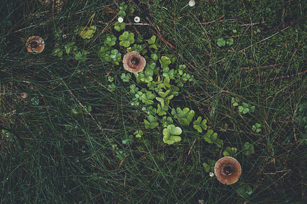 Dark forest floor with moss stock photo containing forest and scene, a Nature Photo by PhotoMarket