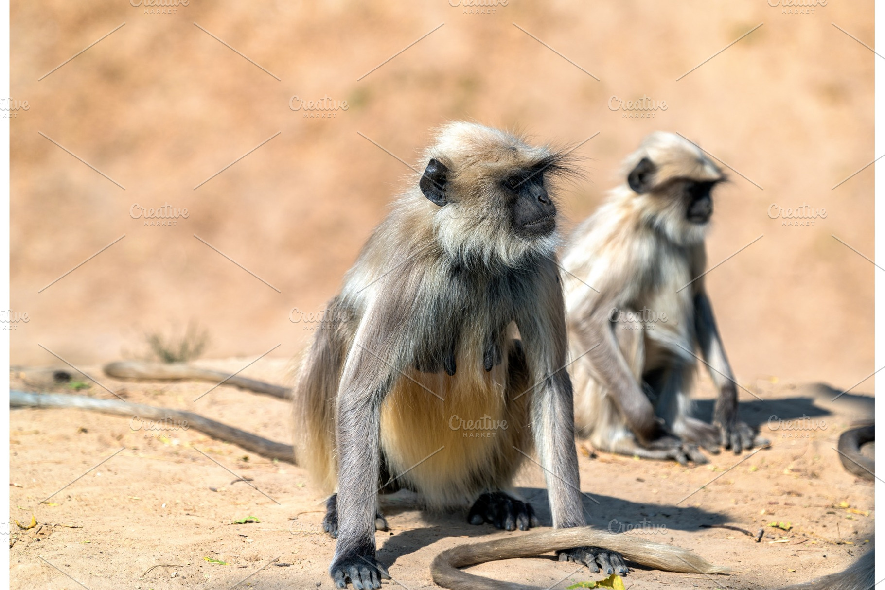 Gray langur monkeys at sahasralinga talav in patan gujarat india containing, an Animal Photo by Leonid Andronov