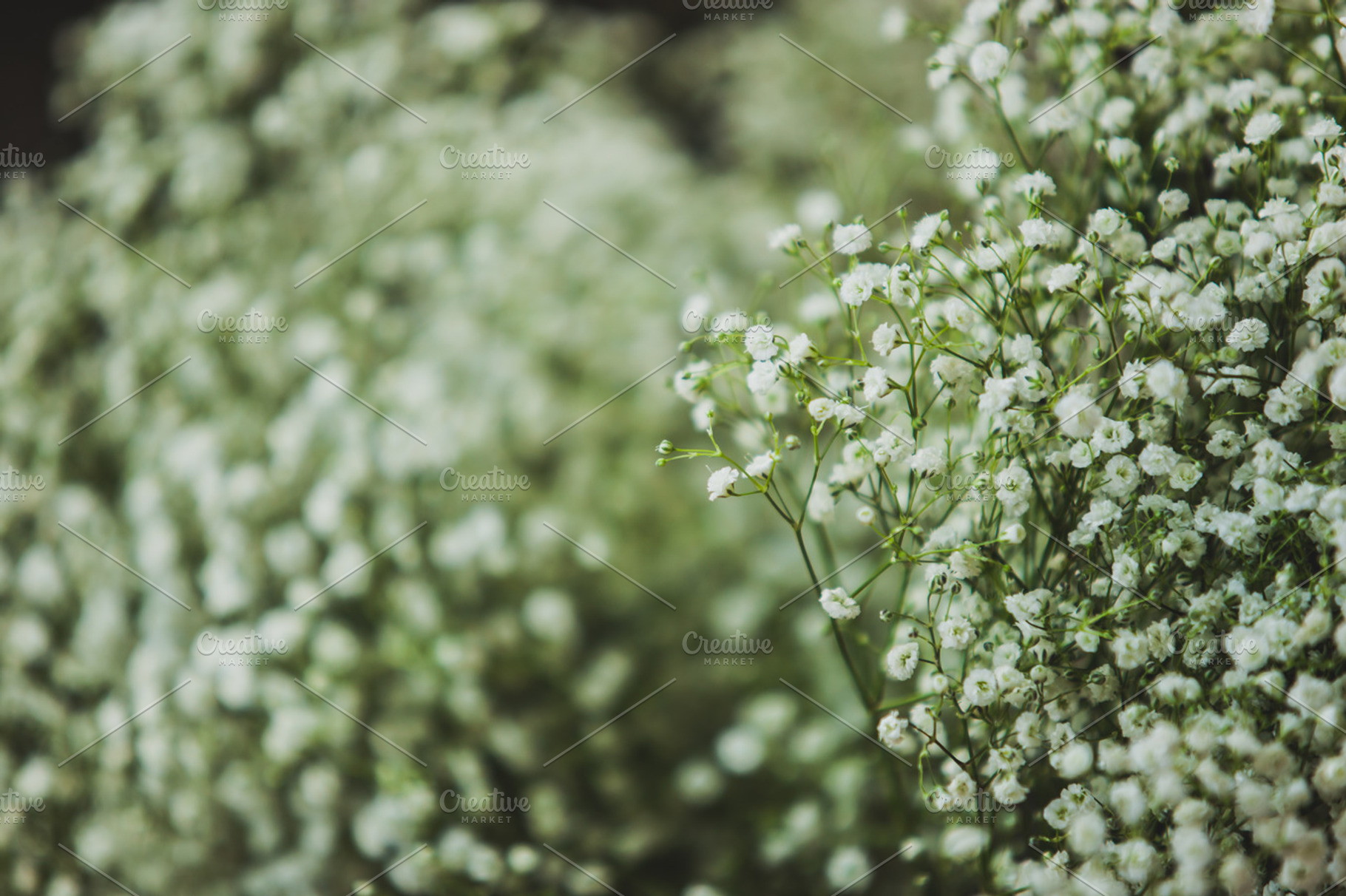 White flowers, a Background Photo by REDpillz