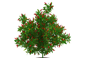 Pepper Bush