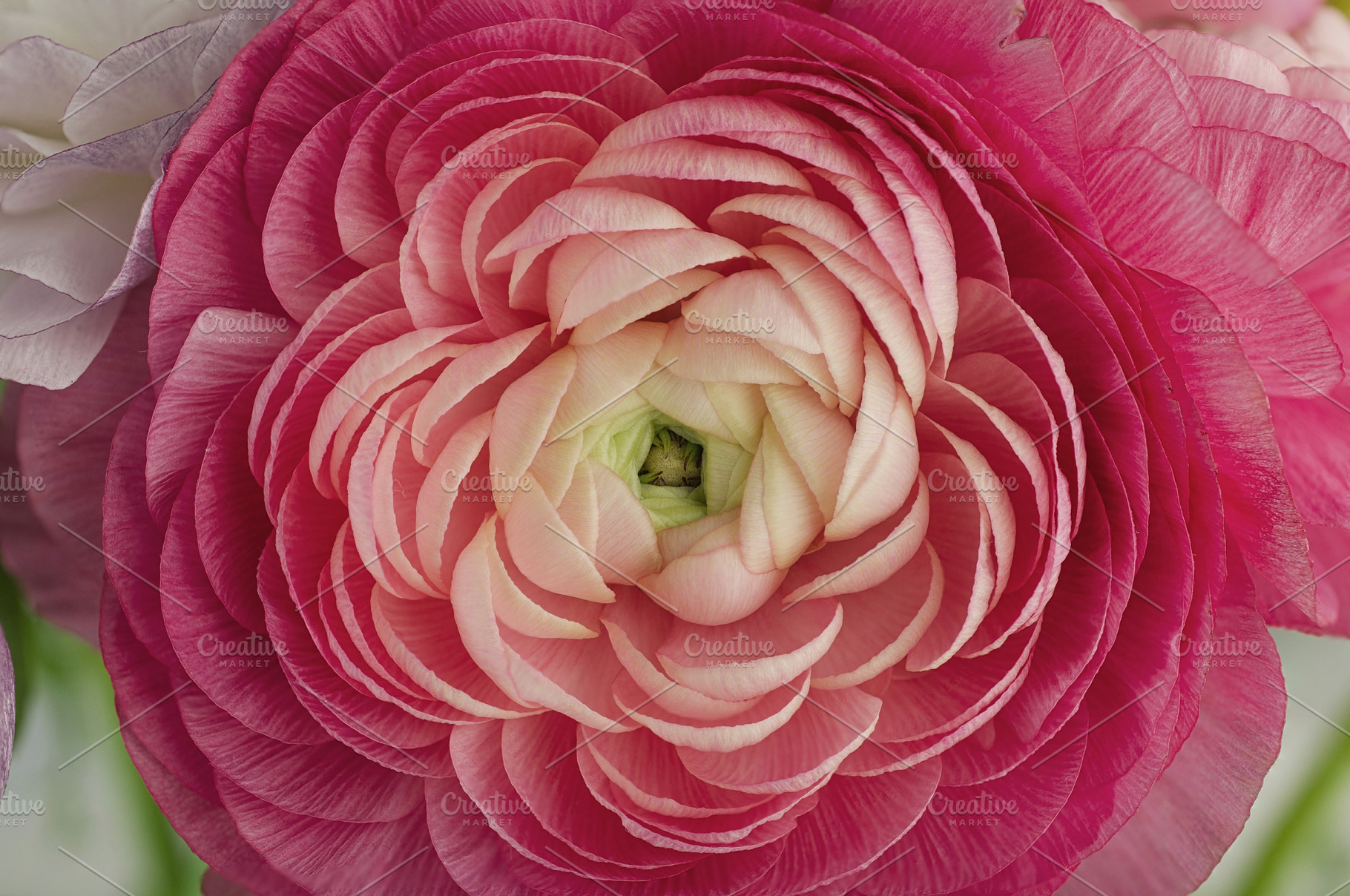 Ranunculus pink flower buttercup featuring ranunculus, pink flower, and, a Nature Photo by The LUV Stock Photos