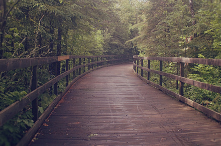 Wooded Nature Trail Featuring Woods Trees And Pines preview 4