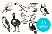 (Avian) Birds Vector Illustrations, an Animal Illustration by Rasgood (Thumbnail 6 of 8)