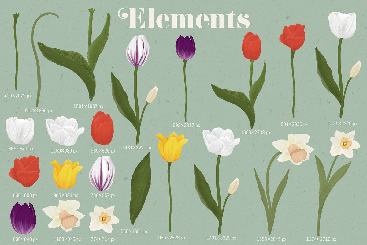 Birds and Blooms Collection, an Illustration by The Audacious Brush (Photo 2 of 10)