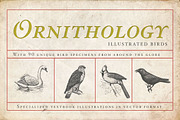 Ornithology Bird Illustrations, an Illustration by BlackBird Foundry (Thumbnail 1 of 3)