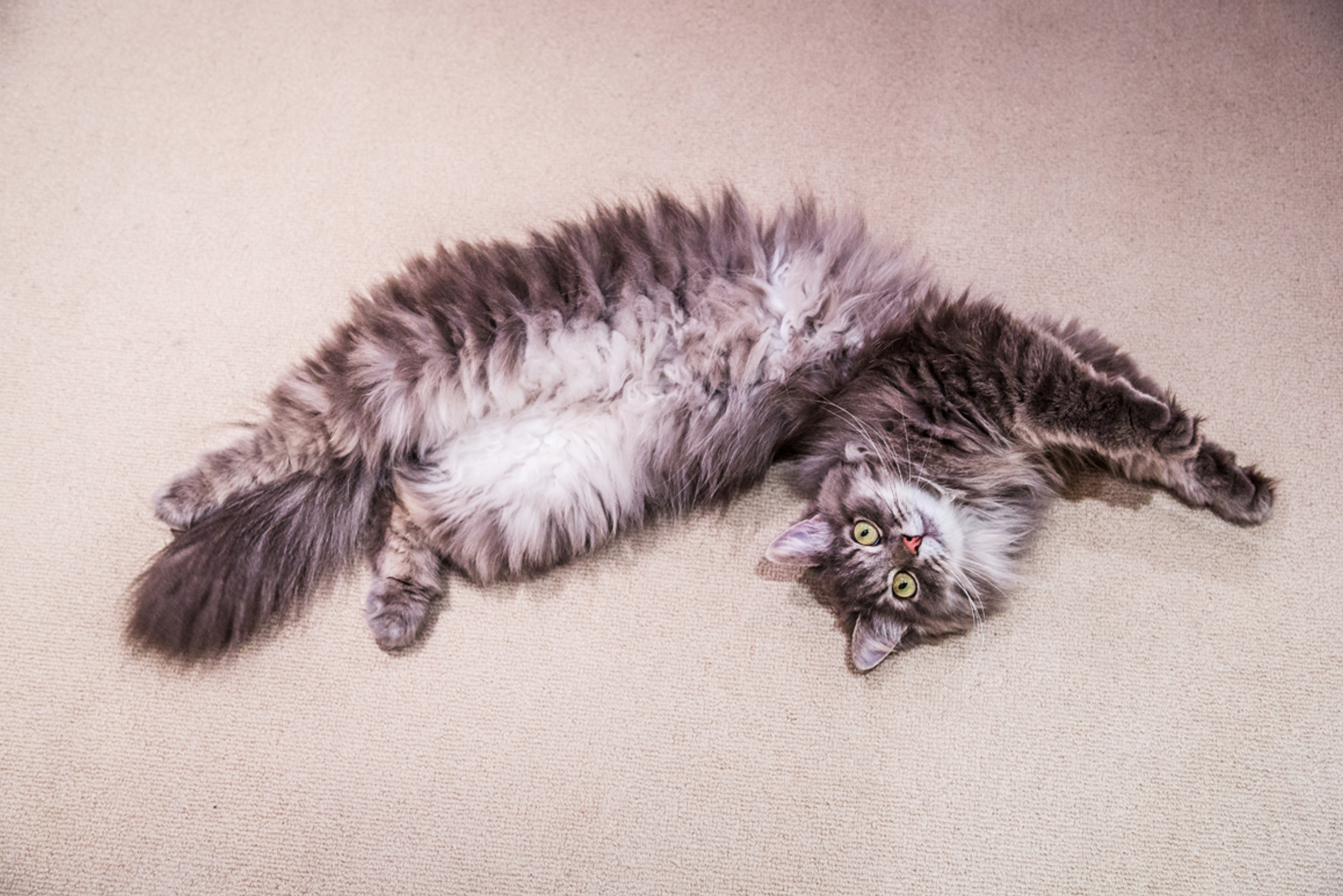 Siberian cat
