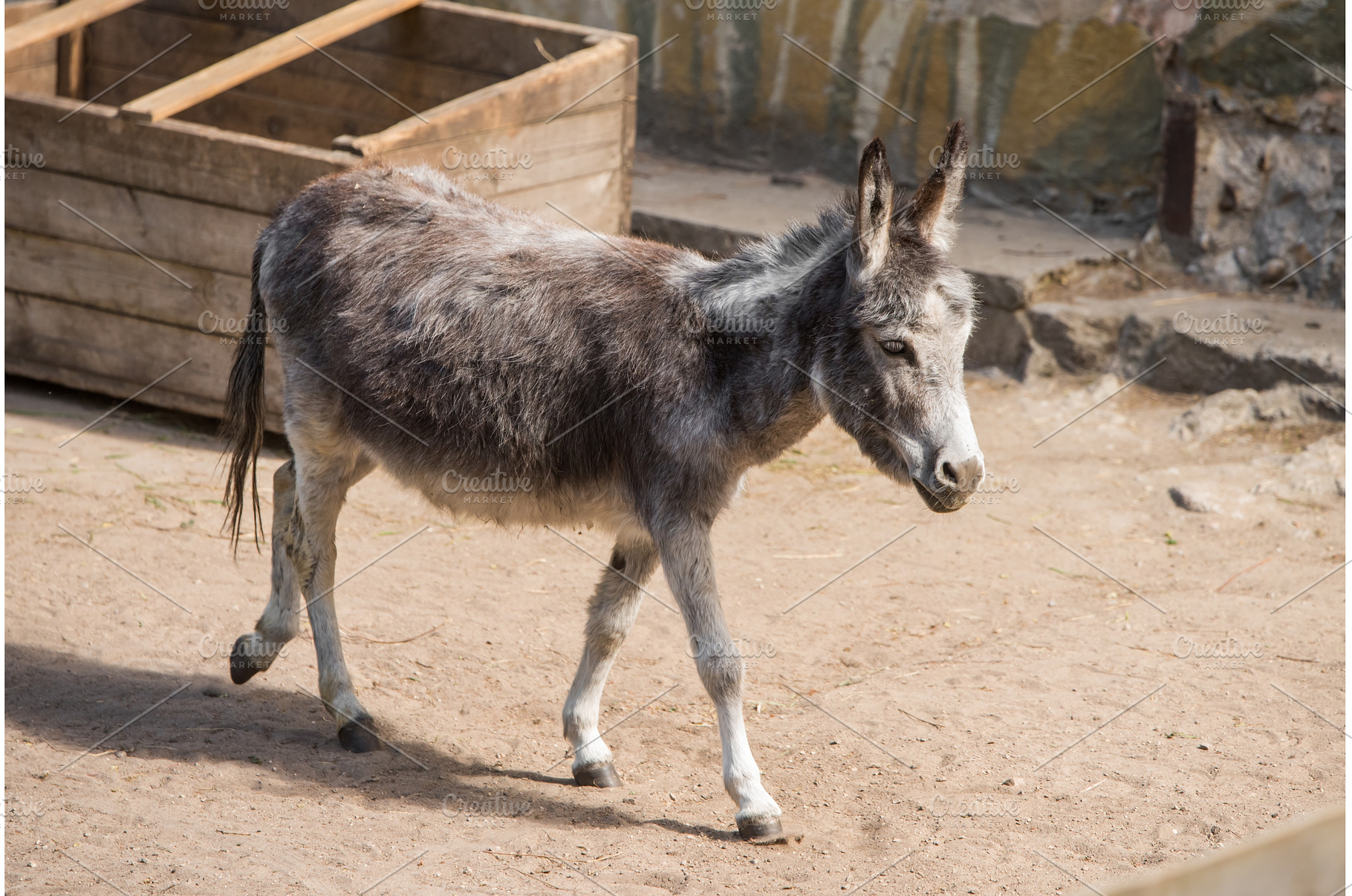 A gray donkey standing in a wooden, an Animal Photo by COLORFUL
