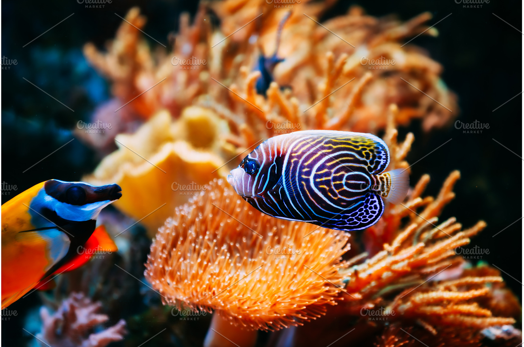 Pomacanthus Navarchus Blue Angel Sea, an Animal Photo by Our Amazing World
