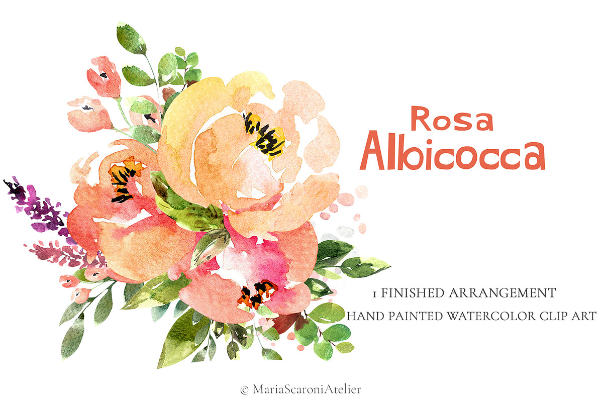 Rosa Albicocca - Watercolor Bouquet, an Illustration by MariaScaroniAtelier (Photo 1 of 3)