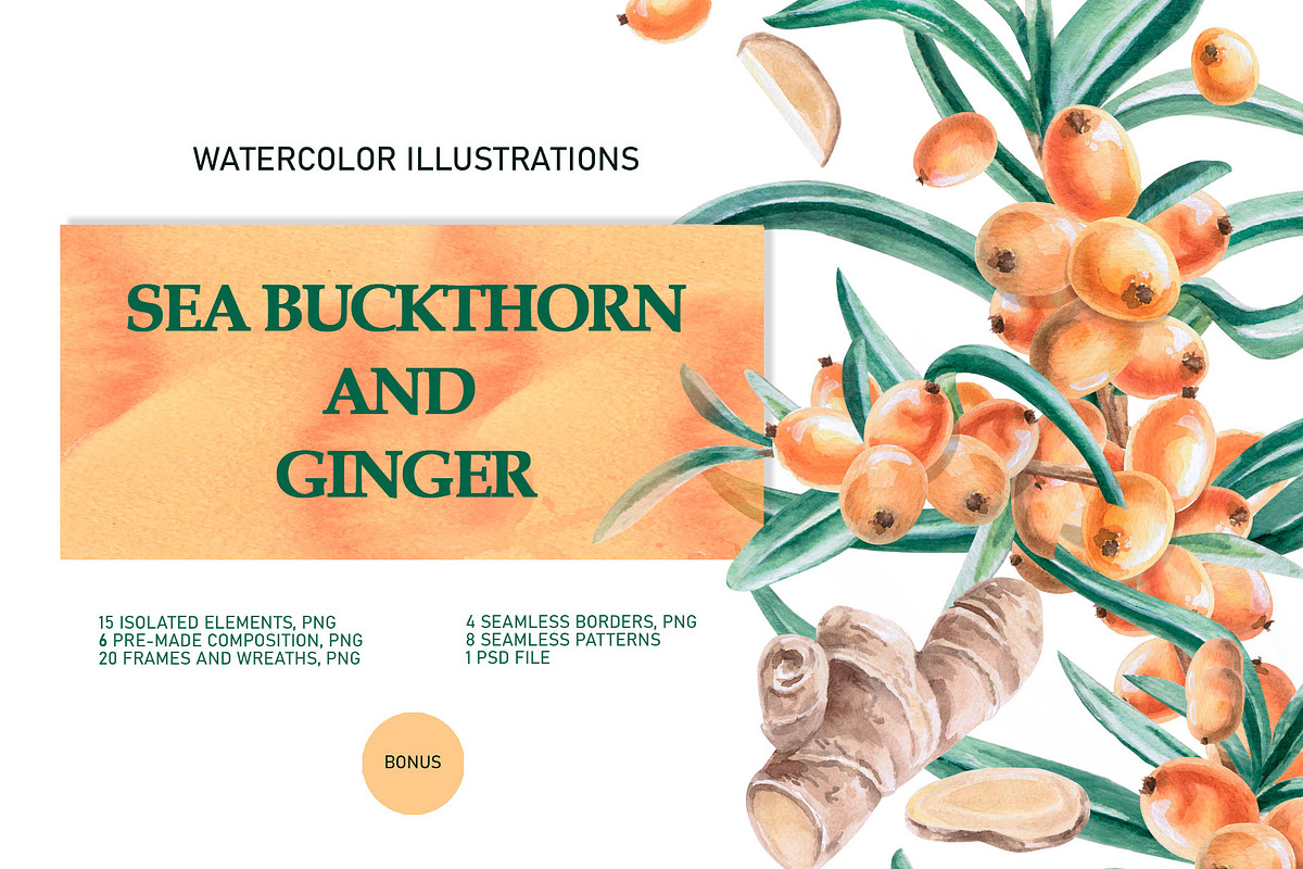 Sea Buckthorn and Ginger, a Food Illustration by SvetLana (Photo 1 of 12)