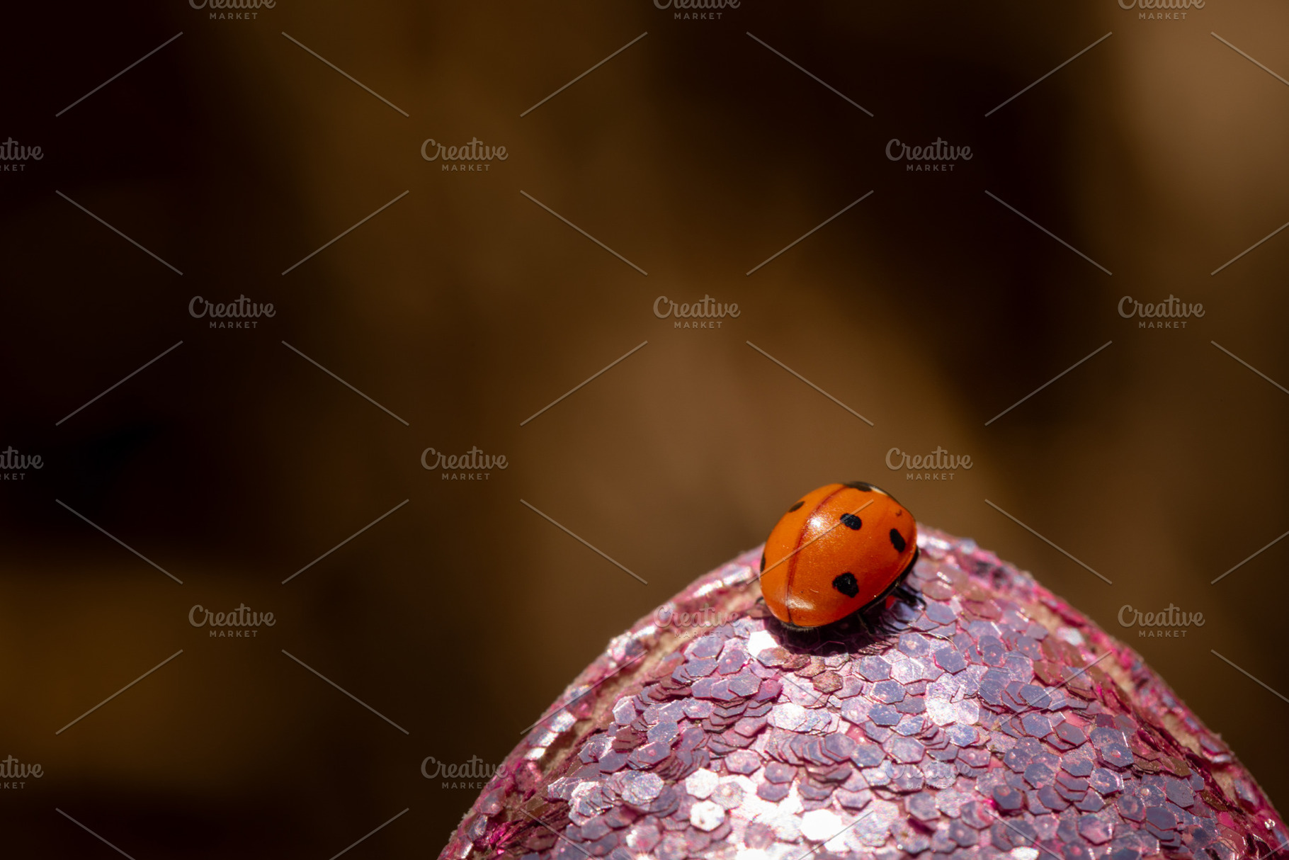 Close-up of a red ladybug with black spots resting on a textured, a Nature Photo by Ales Munt