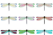 Watercolor Dragonflies Clip Art, an Illustration by Kandace Lalo Designs (Thumbnail 4 of 6)