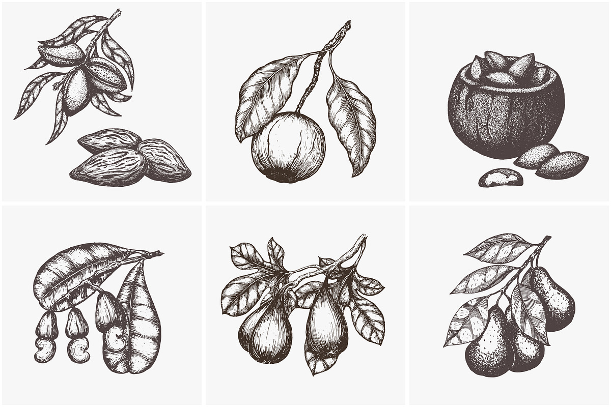 Hand drawn vector plants, a Food Illustration by SHom (Photo 5 of 17)