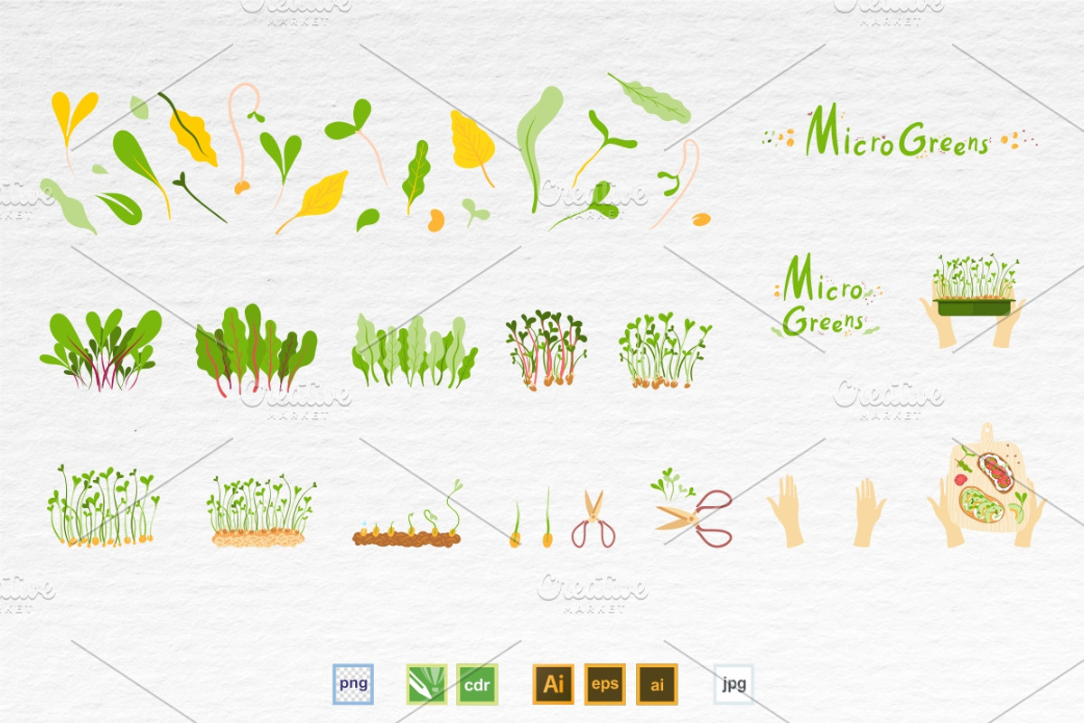 Microgreens Vector Set 1, a Food Illustration by ElenaKovalyova (Photo 21 of 21)