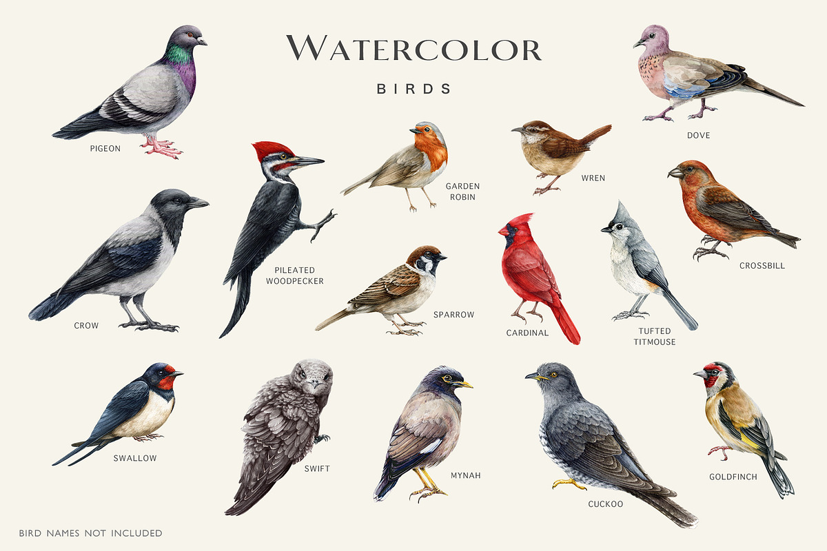Birds Watercolor Painted Set, an Animal Illustration by AnitaPol (Photo 3 of 18)