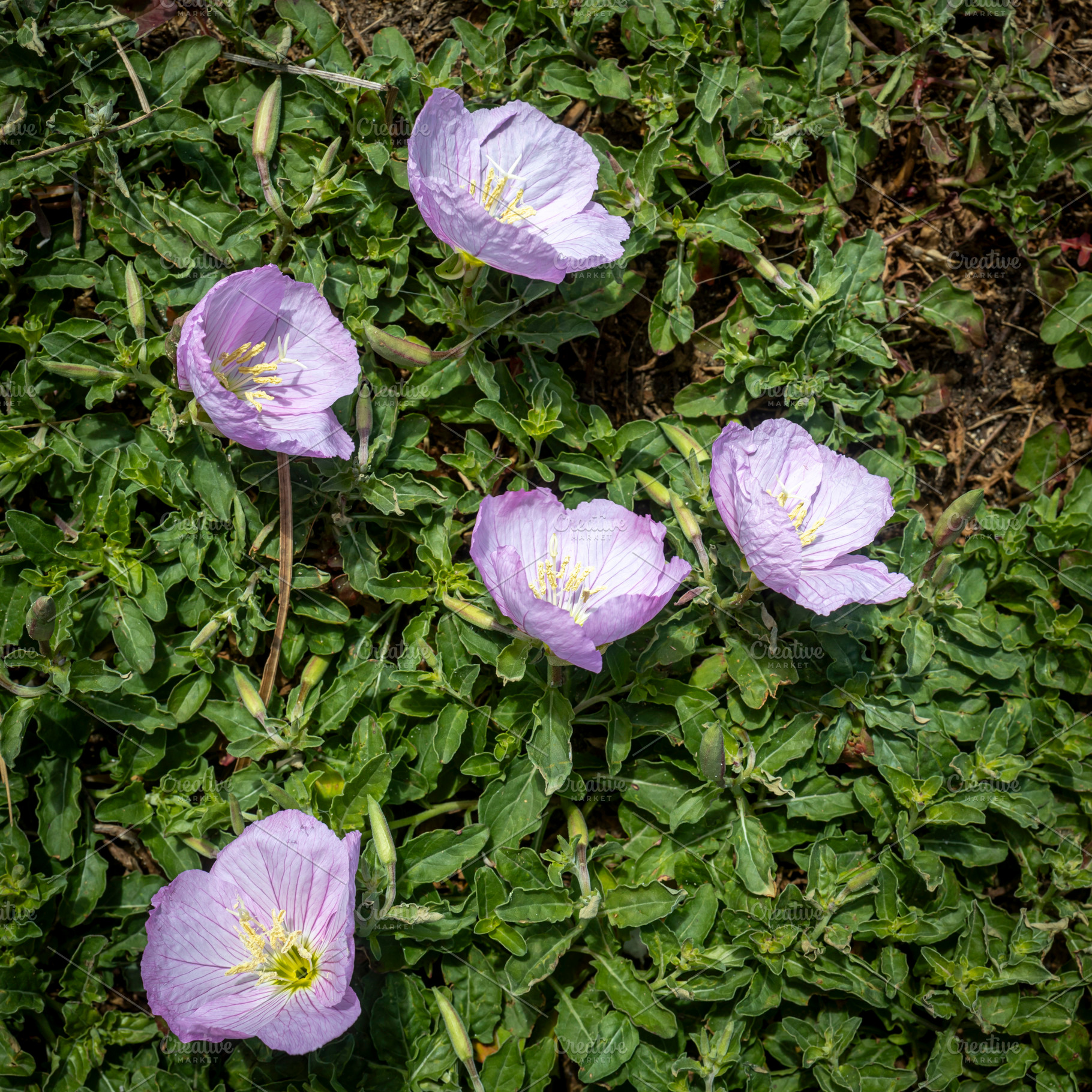 Oenothera speciosa, a Nature Photo by Imaginarium