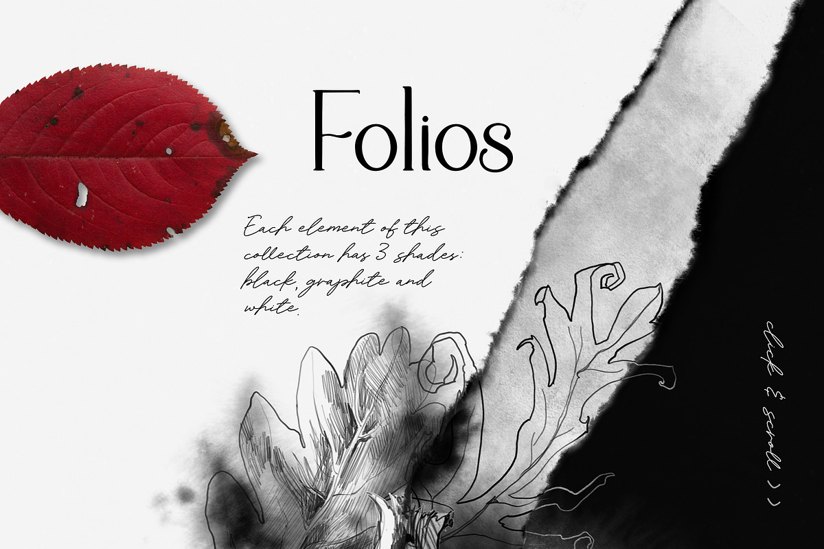Folios. Botanical illustrations, an Object Illustration by Colden Blue (Photo 6 of 13)