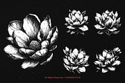 10 Bundle Dark Art Magnolia Flower, an Illustration by Morspective (Thumbnail 3 of 7)