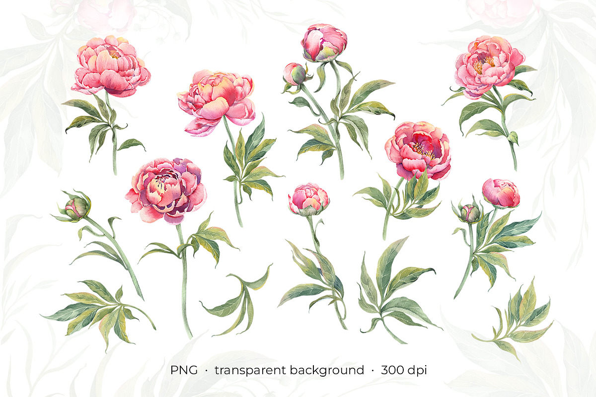 PEONY watercolor clip art & patterns, an Object Graphic by Jeanna Draw (Photo 6 of 15)