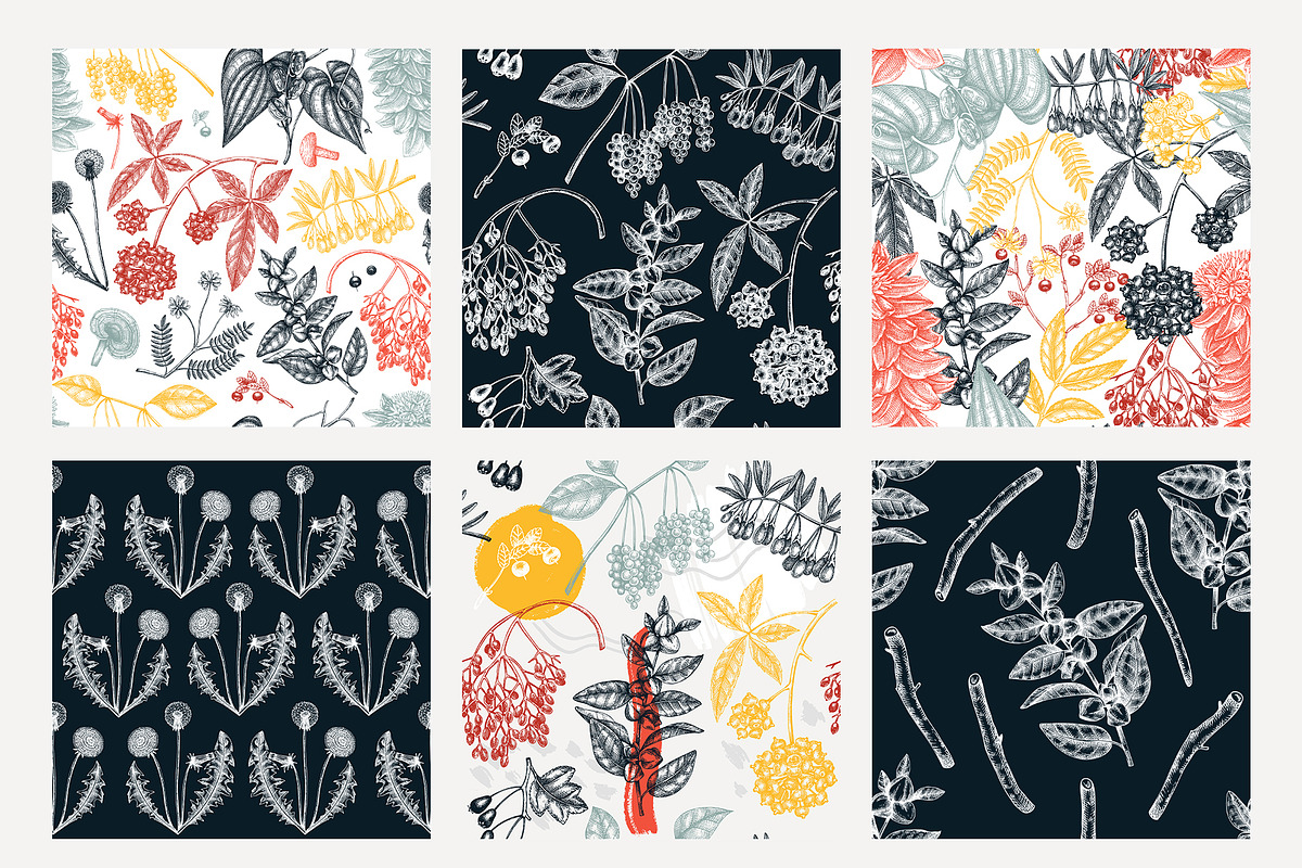 Adaptogenic & Medicinal Plants Set, a Healthcare Illustration by Yevheniia (Photo 8 of 9)