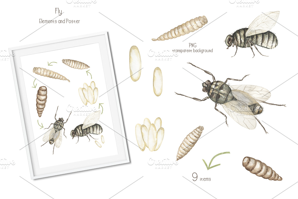 Watercolor Insects Life Cycle, an Education Illustration by MayaNavits (Photo 6 of 18)