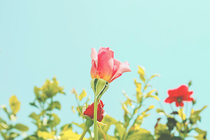Summer Roses