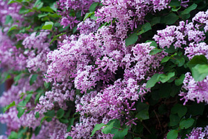Tiny Purple flowers on shrubbery