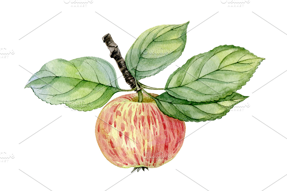 Apples, a Food Illustration by Watercolor life (Photo 3 of 3)
