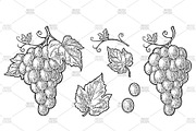 Bunch grapes vector engraving, a Food Illustration by MoreVector (Thumbnail 3 of 3)