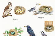 Watercolor Birds and their Nests PNG, an Illustration by svetodesign (Thumbnail 2 of 4)