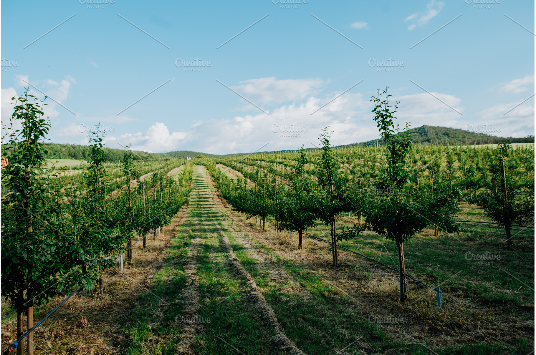 Rows of fruit trees growing in well, a Nature Photo by HalfPoint