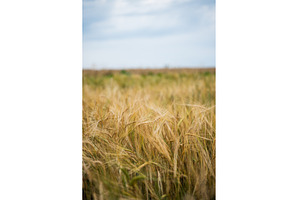 Golden wheat ears swaying in a large, a Nature Photo by volodymyrshtun13795