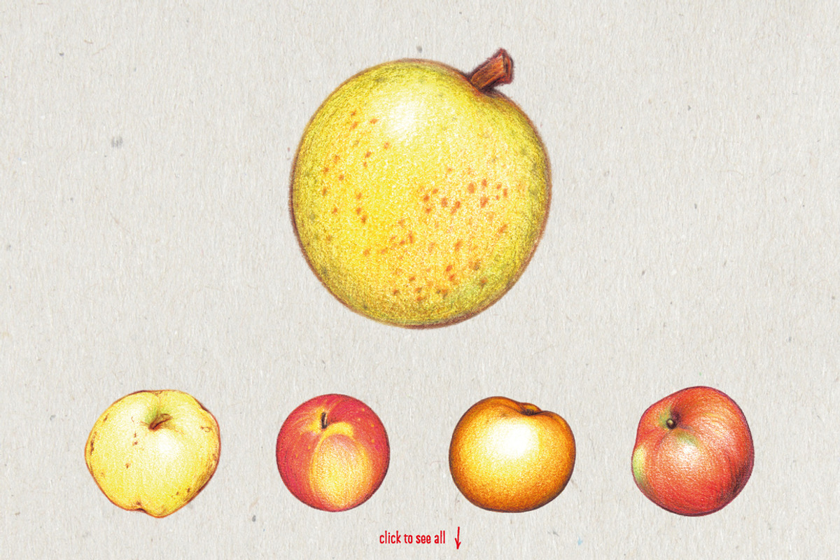 Apples With Colour Pencils + Bonus, a Food Illustration by Andrea Tardivo (Photo 4 of 15)