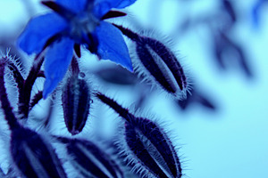 Herb Borage Flower and Buds